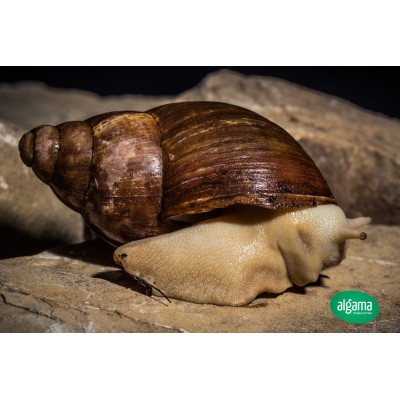 Caracol gigante Albino - Achatina Puylaerty 